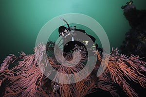 A scuba diver swimming over a large Palmate sea fan