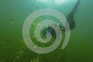 SCUBA diver swimming though fresh water weeds