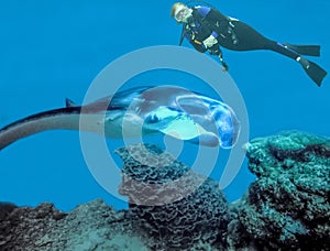 A Scuba Diver Swims Above a Giant Manta off Yap Island photo