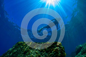 A scuba diver swims  above a Mediterranean seabed