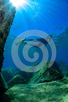 A scuba diver swims  above a Mediterranean seabed