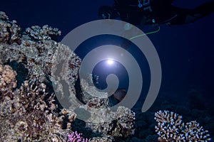 A scuba diver with torch light at night on a coral reef in the Red Sea