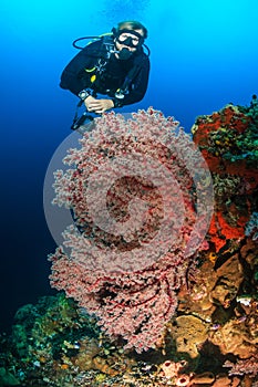 SCUBA diver on a tropical coral reef