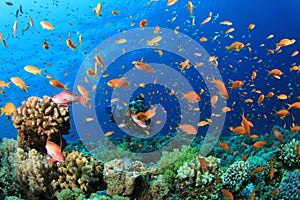 Scuba Diver and Tropical Fish