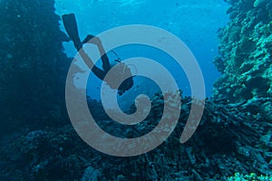 Scuba Diver, Tropical Fish and Coral Reef on sea underwater