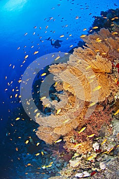 Scuba diver on a tropical reef