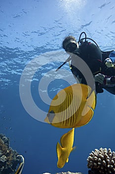 Scuba Diver in tropical sea