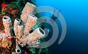 SCUBA diver and tube sponge photo