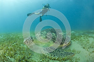 Scuba diver and turtle