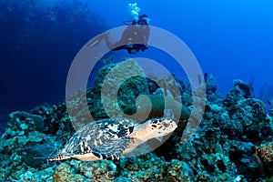 SCUBA Diver and Turtle