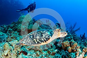 SCUBA Diver and Turtle