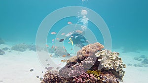 Scuba diver underwater. Leyte, Philippines.