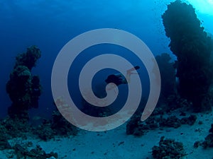 Scuba diver Underwater in red sea