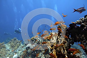 Scuba-Diver underwater in tropical coral-reef