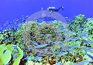 Scuba Diver w/ Juvenile Rainbow Runners