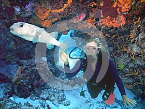 SCUBA Diver w/ Porcupinefish on Colorful Reef