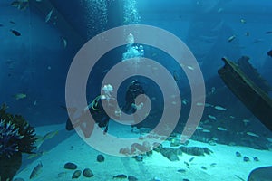Scuba divers in an aquarium
