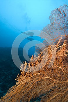 SCUBA divers and bright sea fan