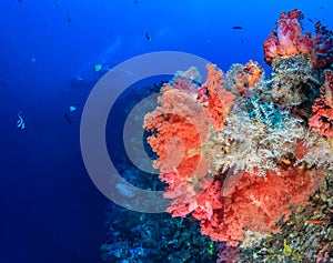 SCUBA divers and colorful soft corals