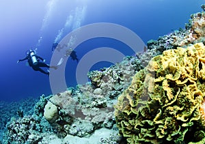 Scuba divers on coral reef