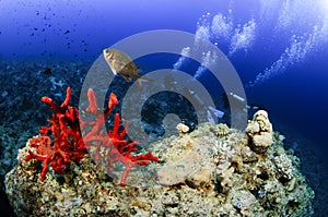Scuba divers on coral reef