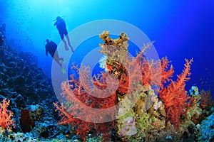 Scuba Divers on Coral Reef