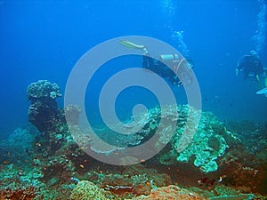 Scuba divers and coral reef