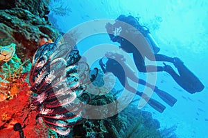 Scuba divers couple  near beautiful coral reef , colorful feather star in the foreground - Raja Ampat, Indonesia
