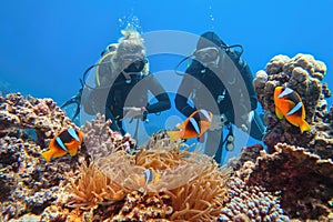 Scuba divers couple  near beautiful coral reef watching sea anemone and family of two-banded anemone fish