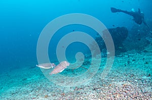 Scuba divers and cuttlefish