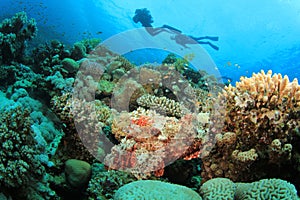 Scuba Divers explore Beautiful Coral Reef