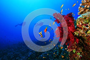 Scuba Divers explore coral reef