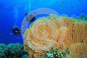 Scuba Divers explore coral reef