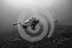 Scuba divers explore a coral reef