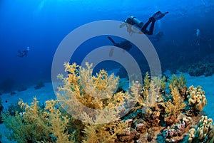 Scuba divers exploring