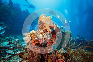 Scuba divers exploring colorful coral reefs in tropical waters