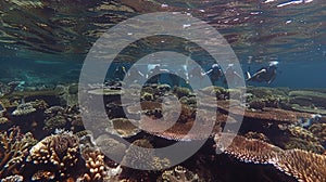 Scuba divers exploring a coral reef underwater.