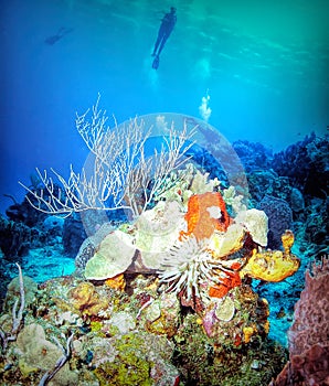 SCUBA Divers Hover Over a Lively Coral Reef