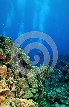 Scuba Divers swimming towards the reef