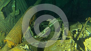 Scuba Divers Swims On The Shipwreck Swedish Ferry Ms Zenobia. Wreck Diving in Larnaca, Cyprus.