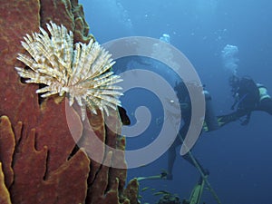 Scuba divers and tube worm