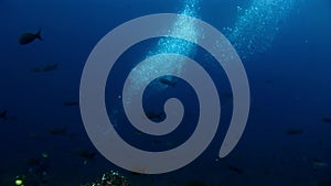 Scuba divers underwater on background of school fish in Galapagos.