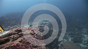 Scuba divers underwater on background of seabed.