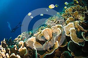 Scuba diving above coral below boat bunaken sulawesi indonesia underwater