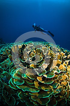 Scuba diving above coral below boat bunaken sulawesi indonesia underwater