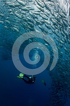 Scuba diving in Bali in a ball of jacks