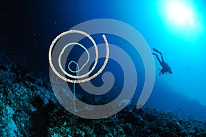 Scuba diving cirriphates spiralis spiral wire coral kapoposang indonesia