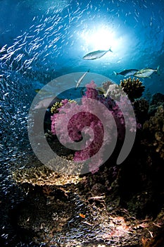 Scuba diving, coral reef, fish, marine life