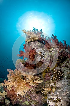 Scuba diving, coral reef, fish, marine life