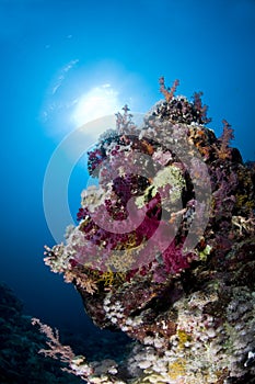 Scuba diving, coral reef, fish, marine life